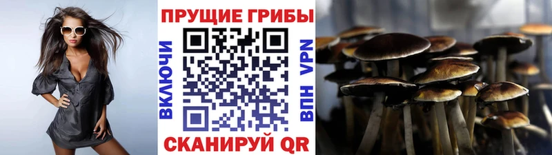 Галлюциногенные грибы Cubensis Лесной